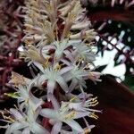 Cordyline fruticosa flower picture by Chee Keong Chan (cc-by-sa)