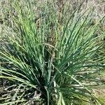 Eryngium pandanifolium leaf picture by Trap Hers (cc-by-sa)