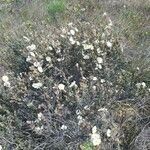 Cistus umbellatus habit picture by Ketxus Lopez (cc-by-sa)