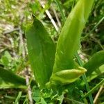 Orchis militaris leaf picture by Rudolf Krejcik (cc-by-sa)