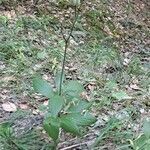 Lilium martagon habit picture by Jean-Marie Frenoux (cc-by-sa)