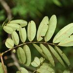 Machaerium cobanense leaf picture by Nelson Zamora Villalobos (cc-by-nc)