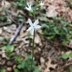 Lithophragma bolanderi flower picture by Haggard Stacey (cc-by-sa)