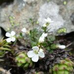 Cardamine resedifolia habit picture by Fabien Anthelme (cc-by-sa)