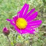 Senecio pulcher flower picture by Trap Hers (cc-by-sa)