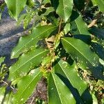 Prunus caroliniana leaf picture by William Wattles (cc-by-sa)