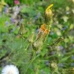 Sonchus arvensis flower picture by roswithaschultz (cc-by-sa)