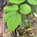 Aralia nudicaulis leaf picture by Joshua Jebin (cc-by-sa)