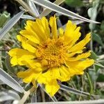 Gaillardia cabrerae flower picture by Trap Hers (cc-by-sa)