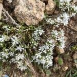 Arenaria aggregata flower picture by Juan Manuel Sanchez-Casas Padilla (cc-by-sa)