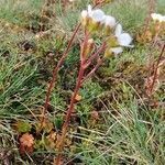 Saxifraga carpetana flower picture by López Javier (cc-by-sa)