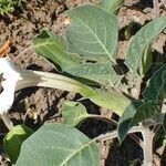 Datura innoxia habit picture by Yoan MARTIN (cc-by-sa)