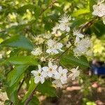 Prunus pensylvanica flower picture by Marilyse Goulet (cc-by-sa)