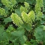 Tiarella cordifolia flower picture by David Hinds (cc-by-sa)