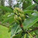 Magnolia virginiana fruit picture by Ken Borgfeldt (cc-by-sa)