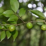 Eugenia austin-smithii fruit picture by Nelson Zamora Villalobos (cc-by-nc)