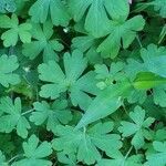 Geranium homeanum leaf picture by blue Hat (cc-by-sa)