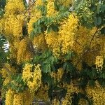 Cassia fistula habit picture by Alicia Voticky (cc-by-sa)