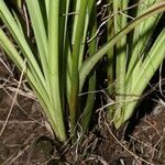 Schoenocaulon officinale habit picture by Nelson Zamora Villalobos (cc-by-nc)