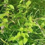 Mentha arvensis habit picture by Miroslav Holub (cc-by-sa)