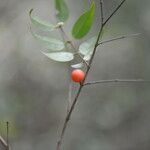 Myrciaria floribunda fruit picture by Nelson Zamora Villalobos (cc-by-nc)