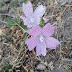 Malva tournefortiana flower picture by Bua Lado Fco. Javier (cc-by-sa)