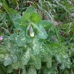 Cerinthe major leaf picture by nikos nikos (cc-by-sa)