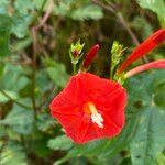 Ipomoea hederifolia flower picture by Lennaert Steen (cc-by-sa)