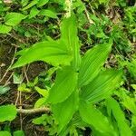 Maianthemum racemosum habit picture by jimseng jimseng (cc-by-sa)