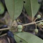 Eugenia hartshornii fruit picture by Nelson Zamora Villalobos (cc-by-nc)