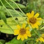 Arnica chamissonis flower picture by Severin Ronald (cc-by-sa)