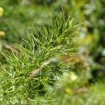 Meum athamanticum habit picture by Yoan MARTIN (cc-by-sa)