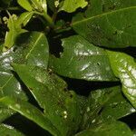 Cordia croatii leaf picture by Nelson Zamora Villalobos (cc-by-nc)