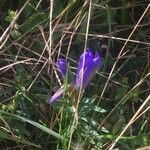 Gentiana pneumonanthe flower picture by Guido Steinke (cc-by-sa)