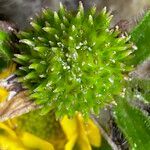 Ranunculus praemorsus fruit picture by Fabien Anthelme (cc-by-sa)