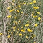 Hieracium umbellatum habit picture by Dieter Albrecht (cc-by-sa)