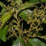 Miconia theizans leaf picture by Nelson Zamora Villalobos (cc-by-nc)