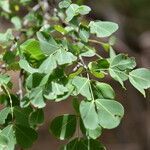 Haematoxylum brasiletto leaf picture by Nelson Zamora Villalobos (cc-by-nc)