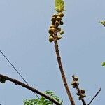 Ficus hispida fruit picture by Ankit Pathak (cc-by-sa)