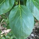 Cordia subcordata leaf picture by Hugo SANTACREU (cc-by-sa)