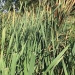 Typha domingensis leaf picture by Justine REMAUDIERE (cc-by-sa)