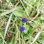 Muscari armeniacum flower picture by Charlotte Tachot (cc-by-sa)