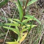 Gentiana pneumonanthe leaf picture by Fabien Anthelme (cc-by-sa)