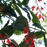 Warszewiczia coccinea leaf picture by Hervé Goëau (cc-by-sa)