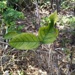 Sida glabra leaf picture by Shea EmerD (cc-by-sa)