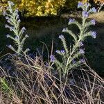 Echium vulgare habit picture by Jacques Zuber (cc-by-sa)