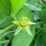 Passiflora suberosa flower picture by Trap Hers (cc-by-sa)