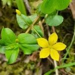 Lysimachia nemorum habit picture by josiane Morineau (cc-by-sa)