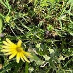 Arctotheca calendula habit picture by Patrice Bracquart (cc-by-sa)