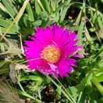 Carpobrotus glaucescens flower picture by Rémy Douzal (cc-by-sa)